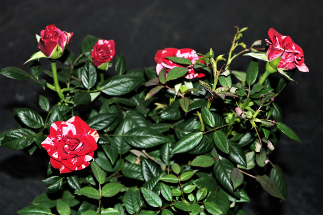 Обои картинки фото цветы, розы, куст, пестрые