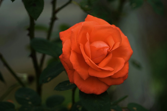 Обои картинки фото цветы, розы, персиковая, роза, макро