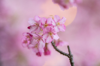 обоя цветы, сакура,  вишня, весна
