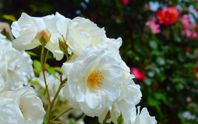Обои картинки фото цветы, розы, белые, куст