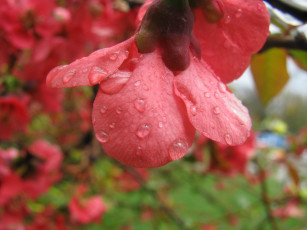 Картинка цветы айва