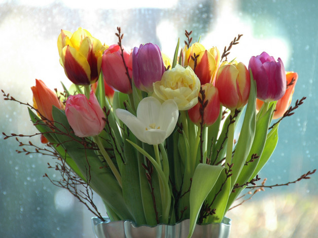 Обои картинки фото tulips, цветы, тюльпаны