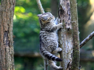 Картинка европейский лесной кот животные дикие кошки котенок дерево дикий