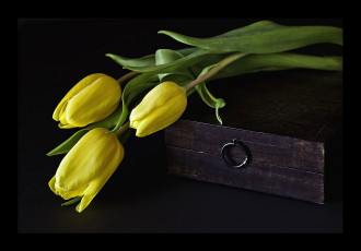 Картинка цветы тюльпаны желтый ящик