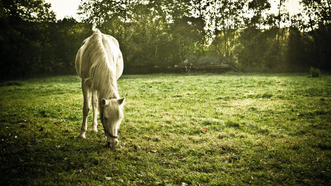 Обои картинки фото животные, лошади, лето, поле, конь