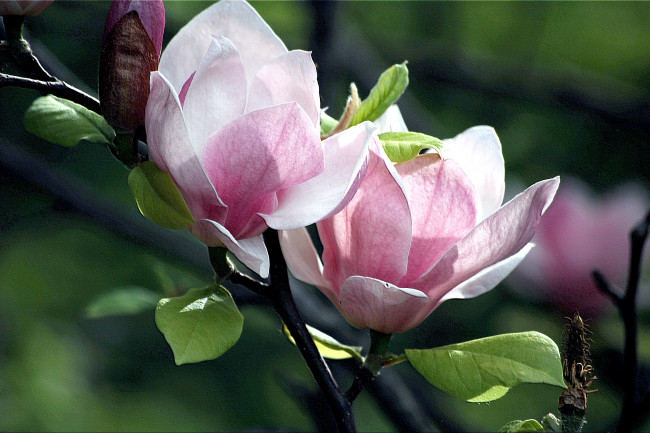 Обои картинки фото цветы, магнолии, розовый, цветение