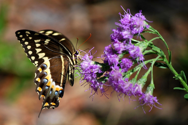 Обои картинки фото животные, бабочки, крылья, цветок