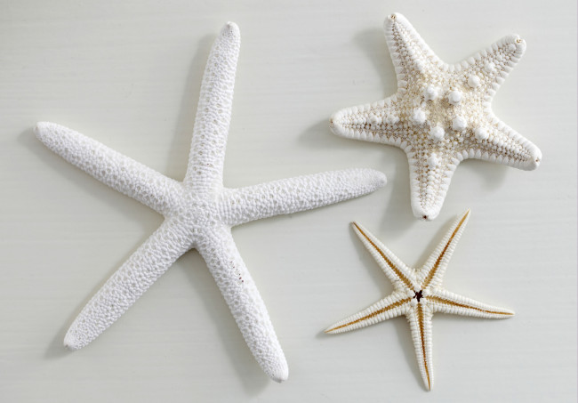 Обои картинки фото разное, ракушки, кораллы, декоративные, spa, камни, белый, морские, звезды