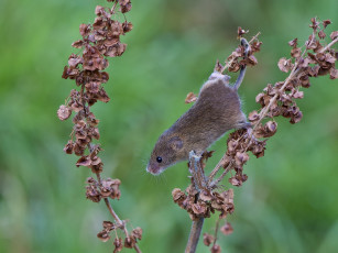 Картинка животные крысы мыши мышь-малютка