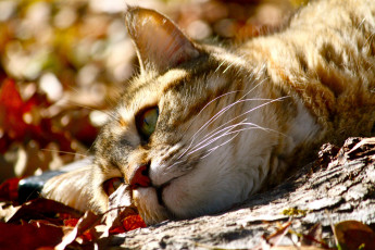 Картинка животные коты листья котэ