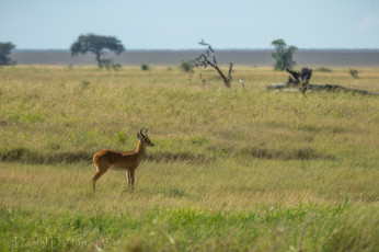 Картинка животные антилопы козочка