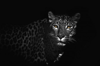 Картинка животные леопарды глаза кошка