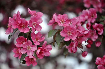 Картинка цветы цветущие деревья кустарники весна дерево