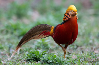Картинка животные глухари тетерева фазаны золотой фазан