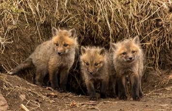 Картинка животные лисы нора малыши трио