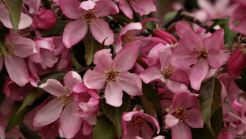 Картинка цветы цветущие деревья кустарники лепестки