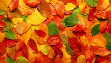 Картинка природа листья яркие осень