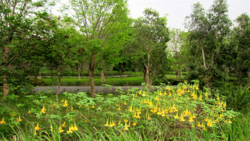 Картинка природа парк аллея деревья цветы