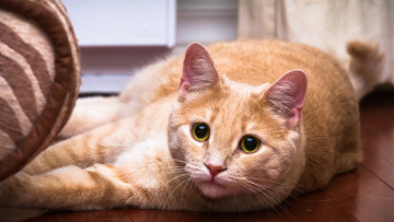 Картинка животные коты взгляд рыжий кот