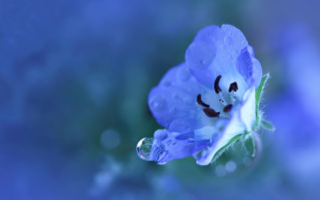 обоя цветы, немофилы, вероники, цветок, голубой, капля, вода