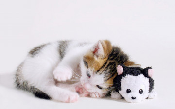 Картинка животные коты котенок игрушка