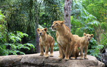 Картинка животные львы львица львята