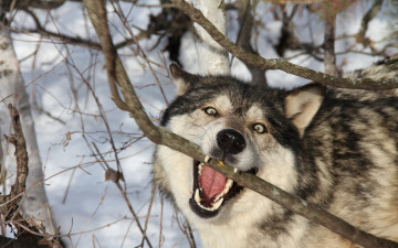 Картинка животные волки ветки пасть хищник
