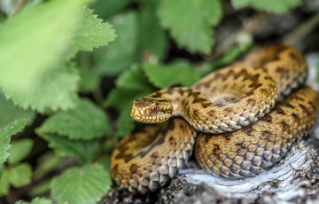 Картинка животные змеи питоны кобры красавица