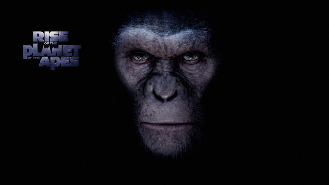 Обои картинки фото кино, фильмы, rise, of, the, planet, apes, обезьяна