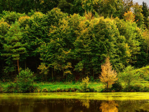 Картинка природа парк штудгарт пруд деревья