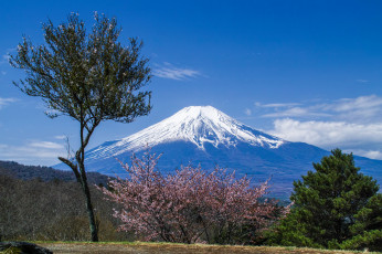 Картинка fuji+and+sakura природа горы гора равнина дерево