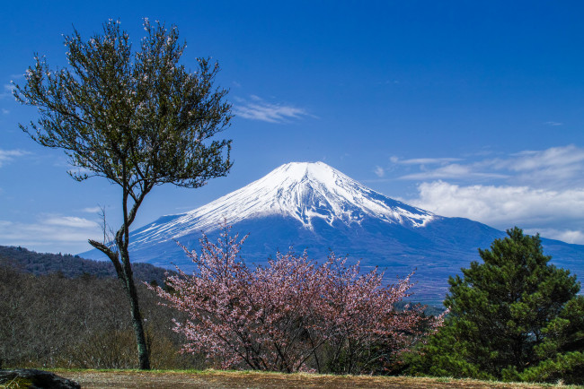 Обои картинки фото fuji and sakura, природа, горы, гора, равнина, дерево