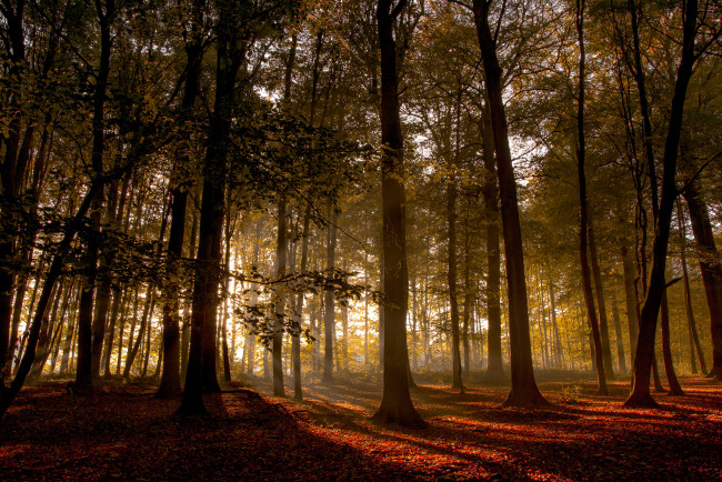 Обои картинки фото природа, лес, forest, trees, sunset, wood