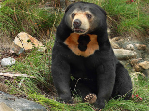 Картинка животные медведи медведь хищник сидит отдыхает