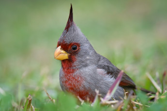 Картинка животные кардиналы птичка
