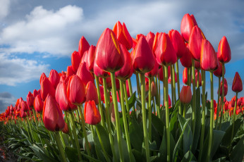 Картинка цветы тюльпаны небо природа