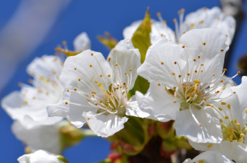 Картинка цветы сакура +вишня вишня ветка весна макро