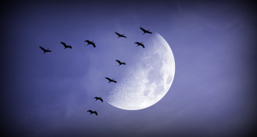 Картинка животные птицы луна ночь