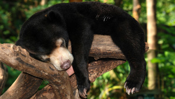 Картинка животные медведи медведь хищник медвежонок отдыхает