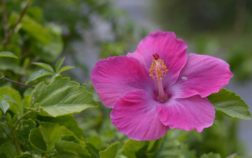 Картинка цветы гибискусы китайская роза гибискус макро