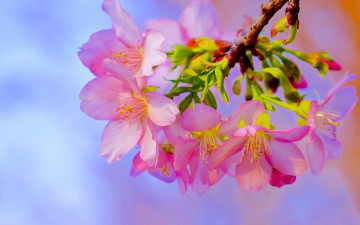 Картинка цветы сакура +вишня цветение цветки ветка вишня весна макро