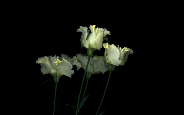 Картинка цветы тюльпаны лепестки стебель свет тень фон