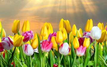 Картинка цветы тюльпаны лучи поле разноцветные