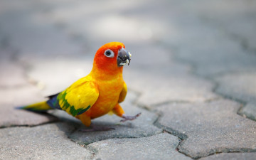 Картинка животные попугаи попугай яркий плитка крошки