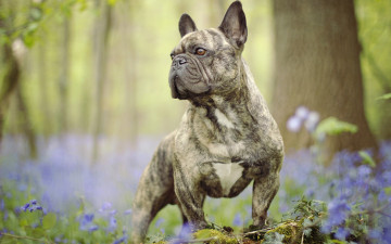 Картинка животные собаки цветы стойка собака боке бульдог французский