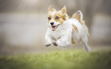 Картинка животные собаки радость прогулка собака боке настроение