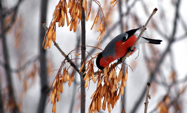 Обои картинки фото животные, снегири, зима, семена, ветки, дерево, снегирь, птица