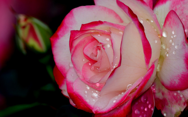 Обои картинки фото цветы, розы, макро, капли, лепестки, роза, бутон