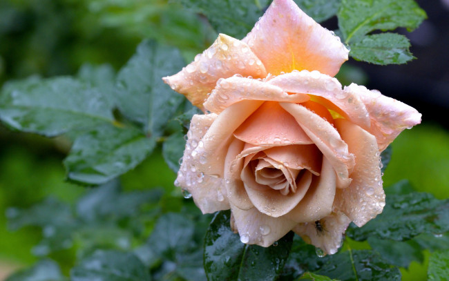 Обои картинки фото цветы, розы, роза, капли, после, дождя, бутон