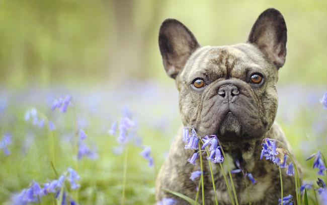 Обои картинки фото животные, собаки, взгляд, морда, собака, боке, цветы, колокольчики, бульдог, французский